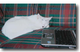 Cat with computer.