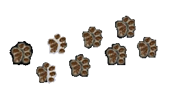 Foot Prints
