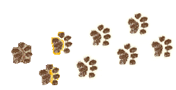 Foot Steps