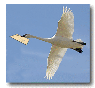 Swan