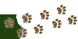 feet