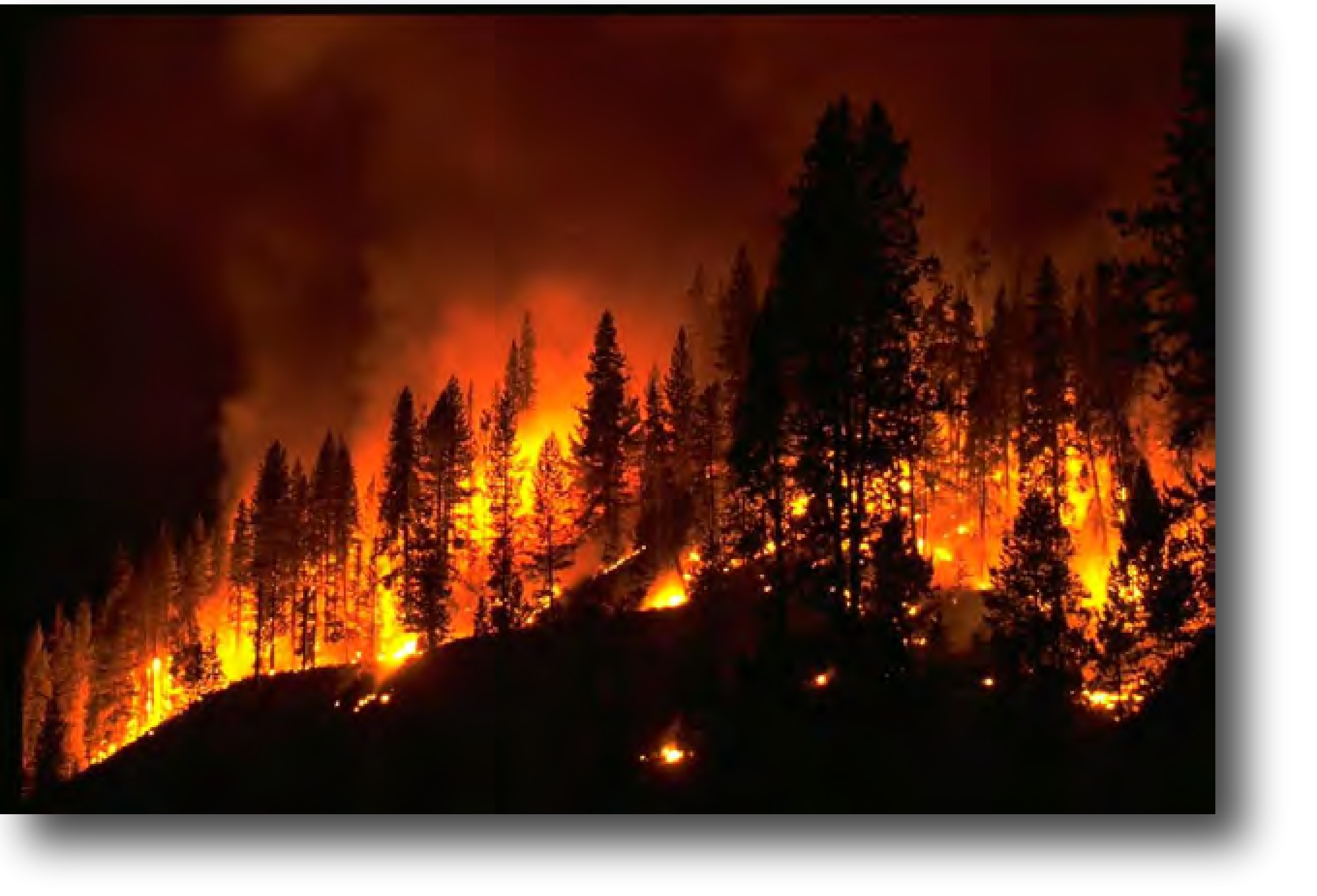 Forest Fire