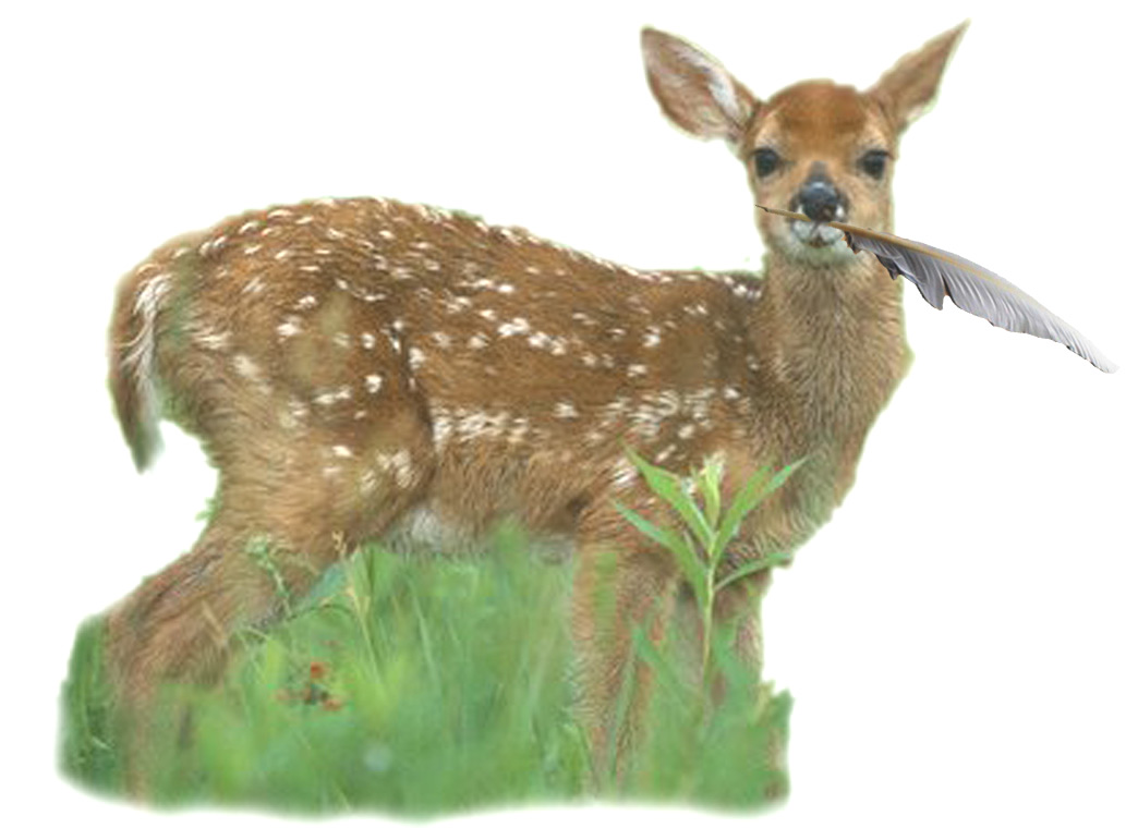Fawn