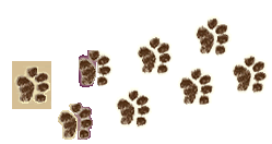 Cat Prints