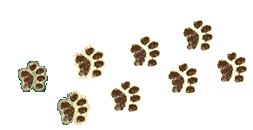 Foot Steps