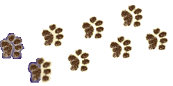 Cat Prints